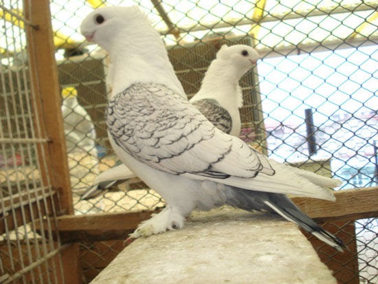 Görsel
