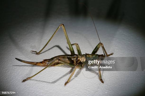 Görsel