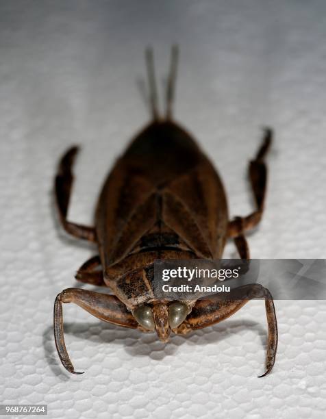 Görsel