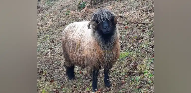 Görsel
