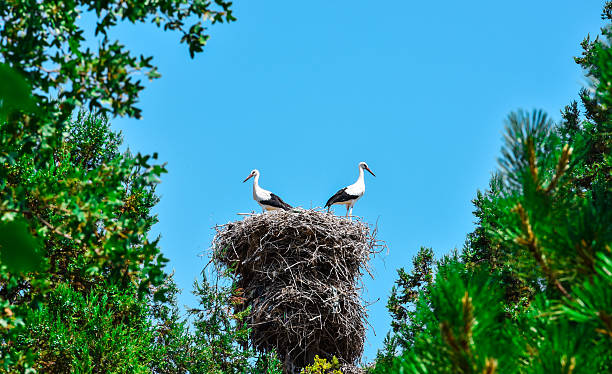 Görsel