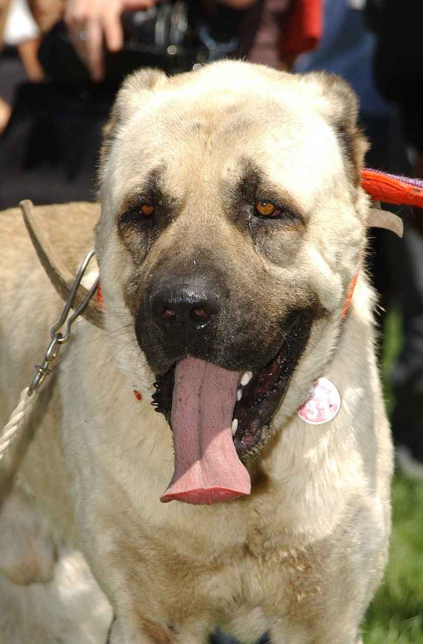Görsel