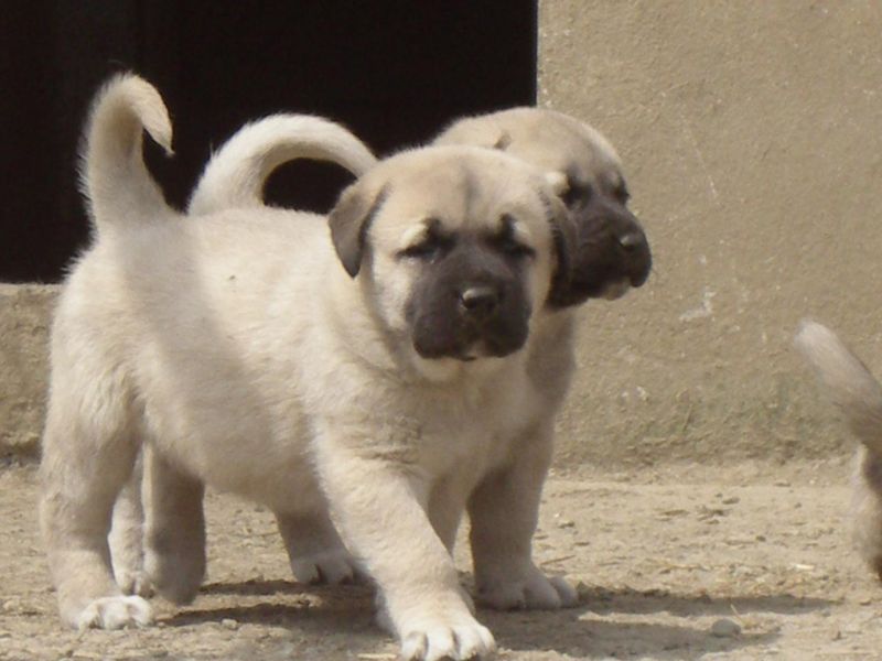 Görsel