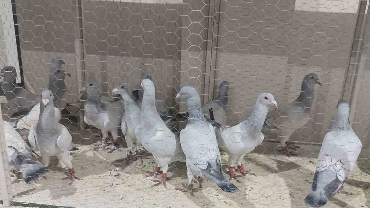 Görsel