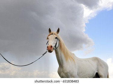 Görsel