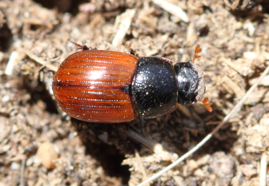 Görsel