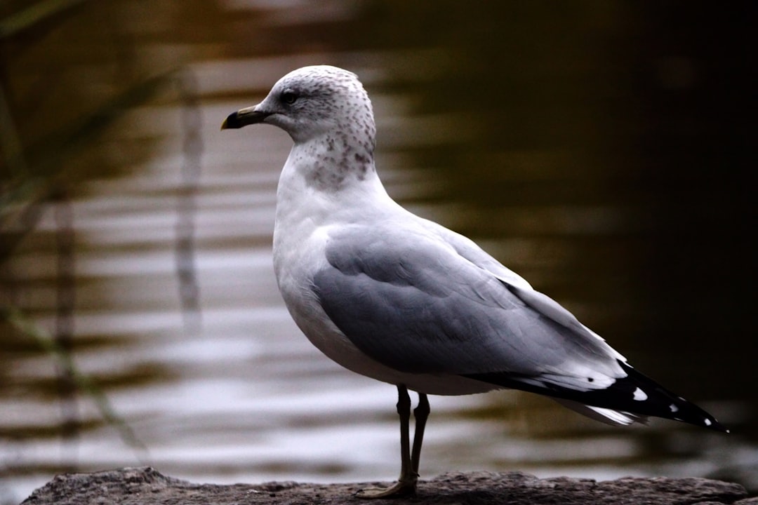 immobile görsel